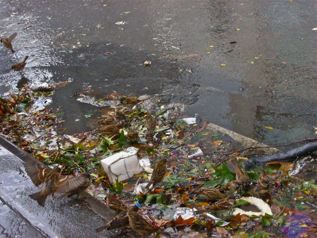 Does Keeping Storm Drains Clean Prevent Sewer Backups? 1 does keeping storm drains clean prevent sewer backups