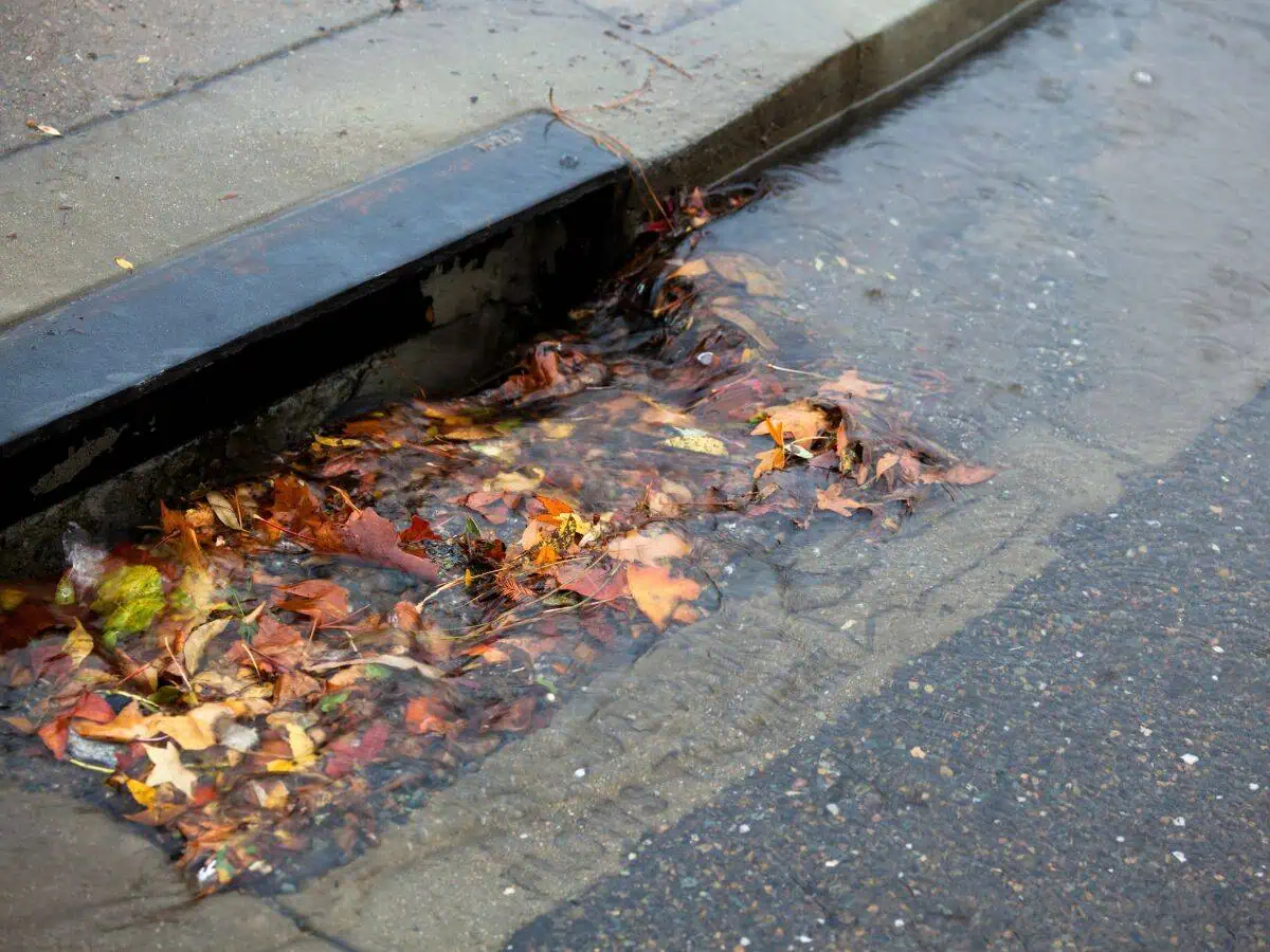 Does Keeping Storm Drains Clean Prevent Sewer Backups? 2 leaves in a storm drain