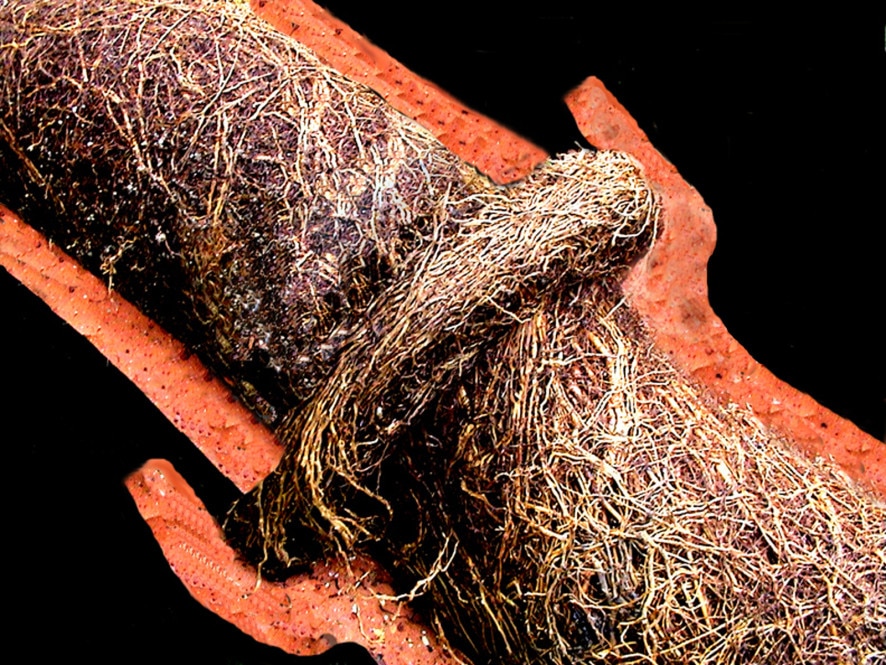 How Long Does it Take to Replace a Sewer Line? Learn The 3 Key Factors 2 roots in a sewer line