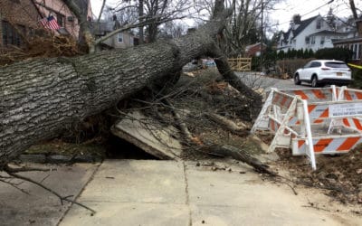 Gas, Sewer, And Water Closed Off By Fallen Tree From Hurricane Winds