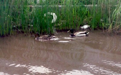 Only Ducks Enjoy a Queens Water Main Break