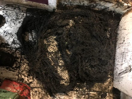 roots in sewer pipe