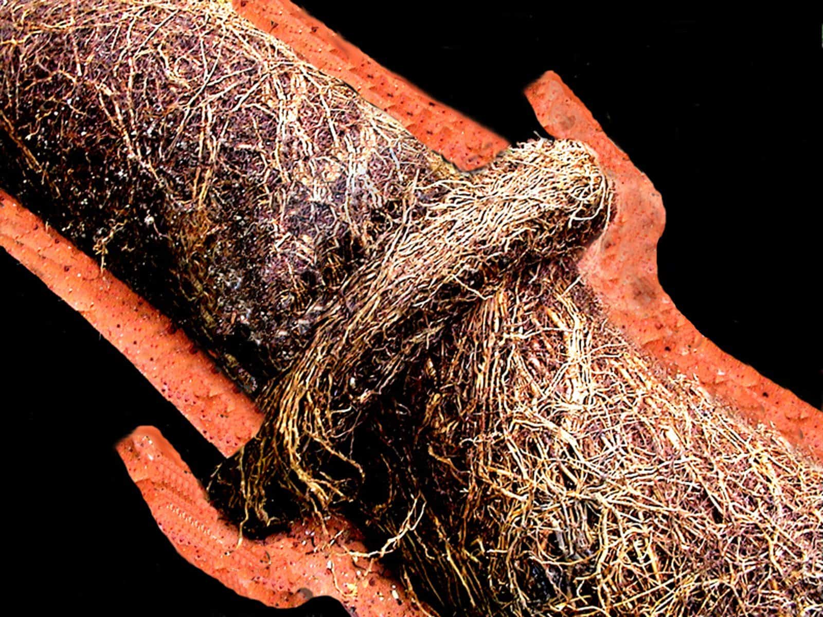 roots inside underground pipe clay sewer pipe